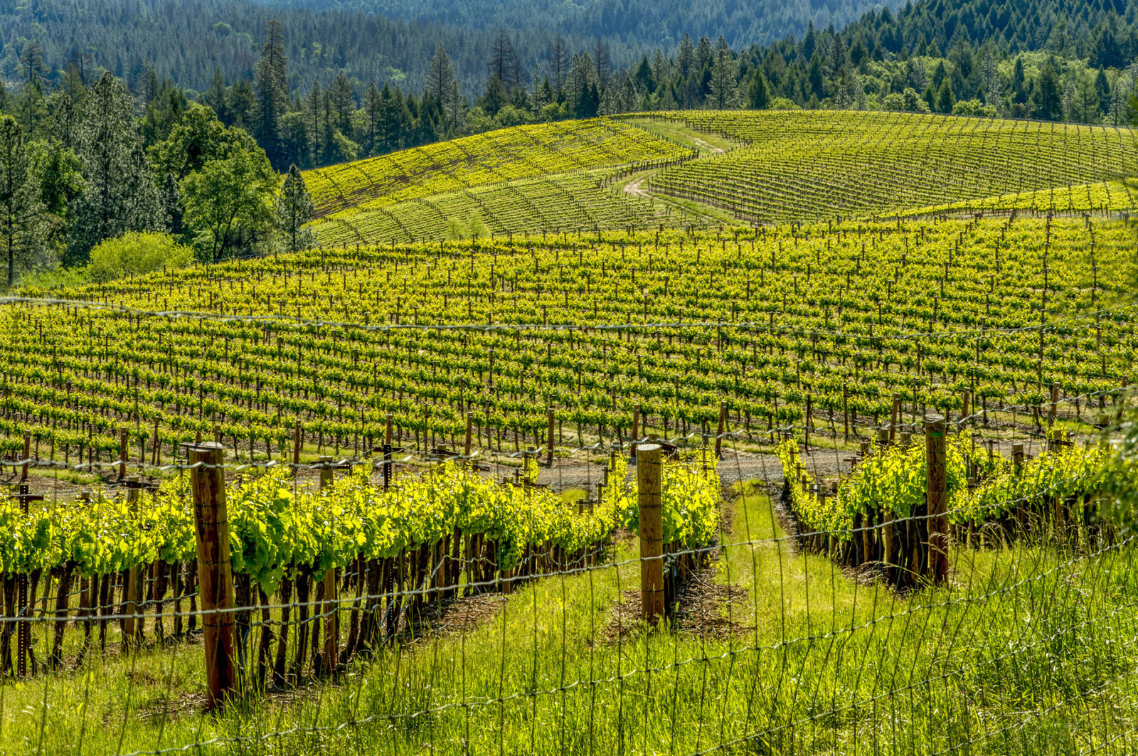 Lush green vineyard hills under clear blue sky.